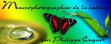 Macrophotographies de la nature (7 Ko)